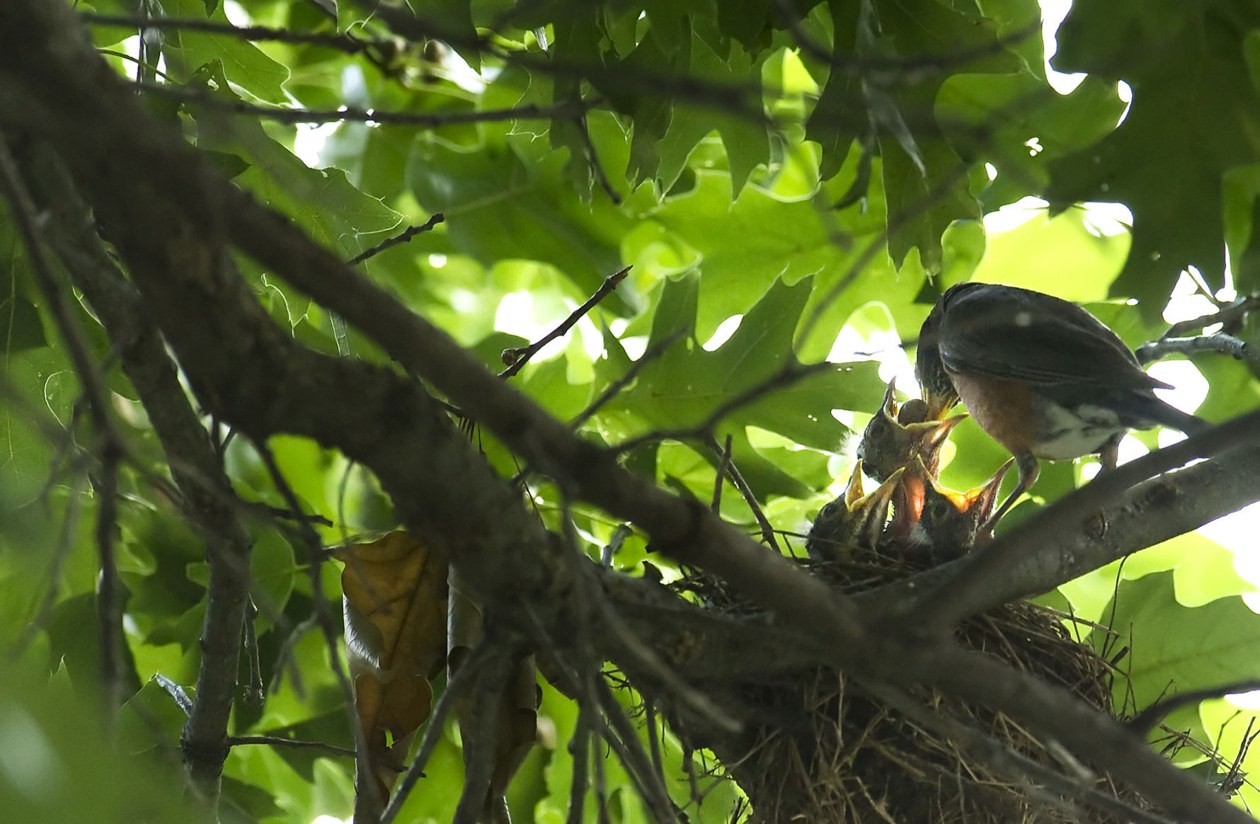 Baby robins